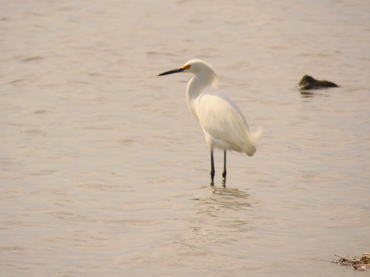 volavka bělostná - ML435958131