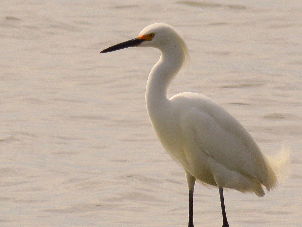 volavka bělostná - ML435958231