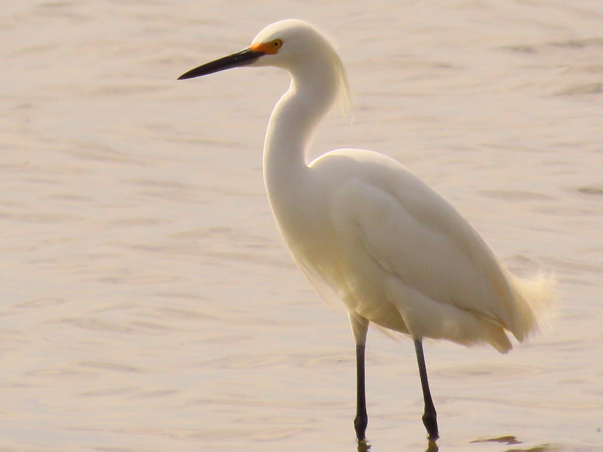 volavka bělostná - ML435958251