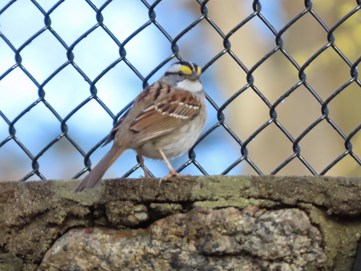 White-throated Sparrow - ML435959561