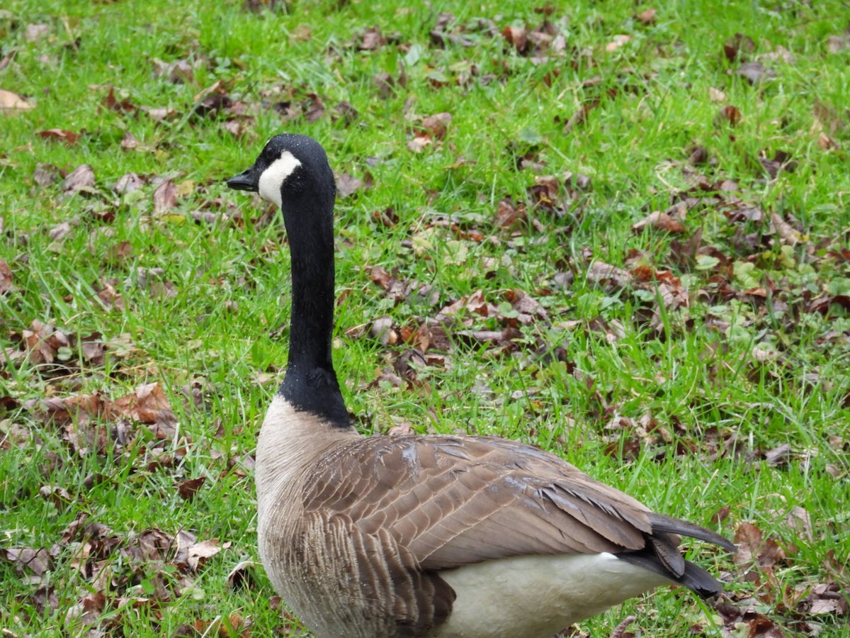 Canada Goose - ML435960081