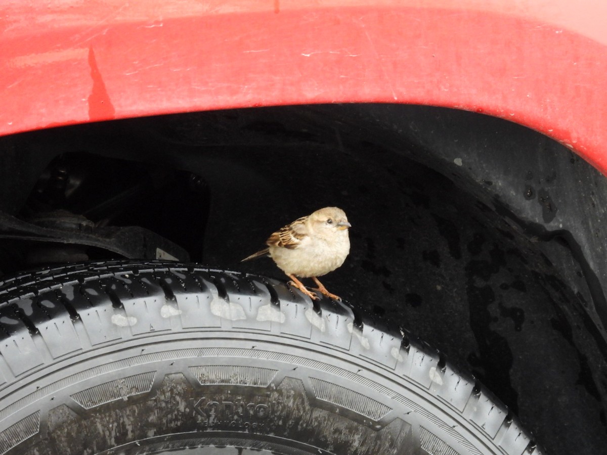 House Sparrow - ML435960151