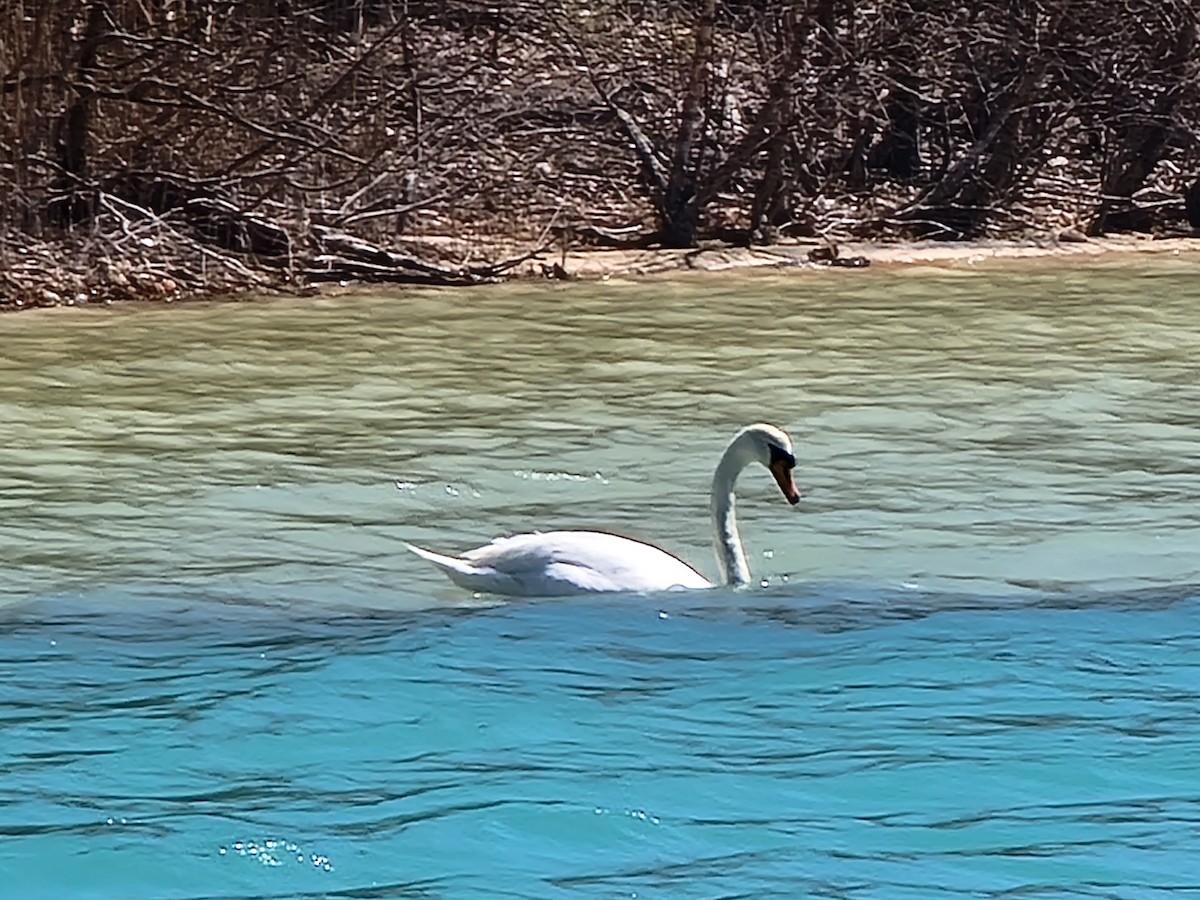 Cygne tuberculé - ML435960501