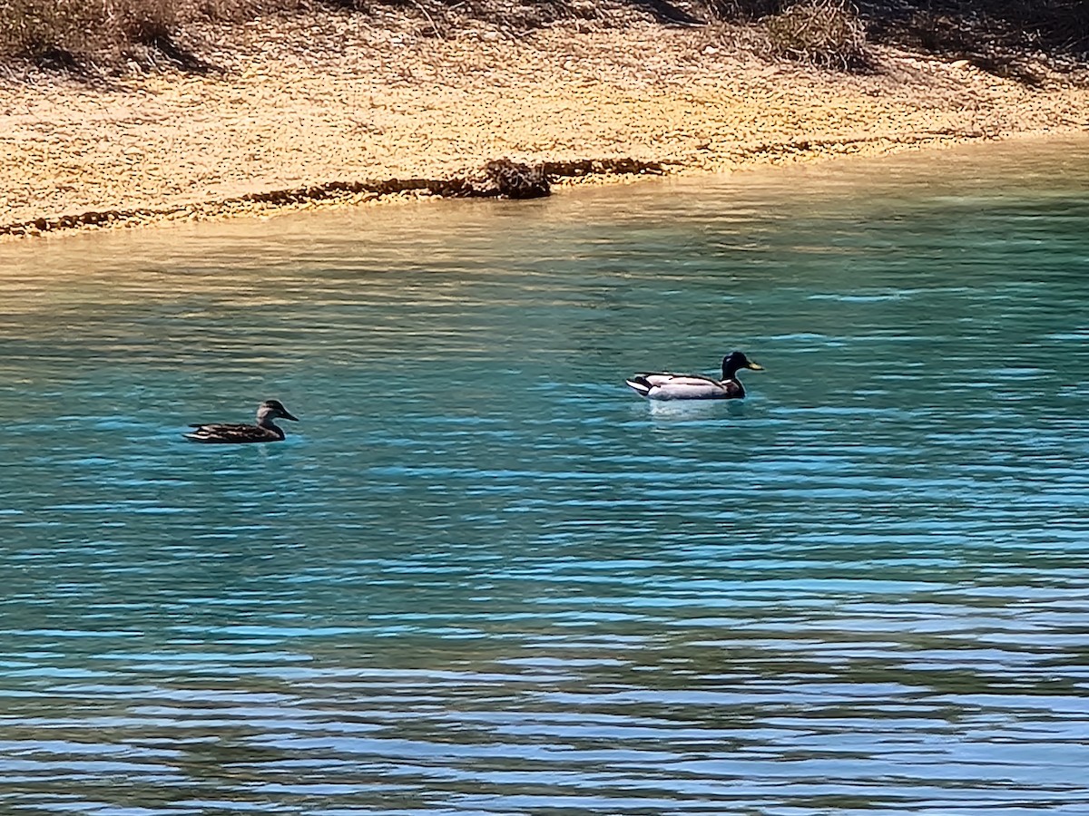 Canard colvert - ML435960621