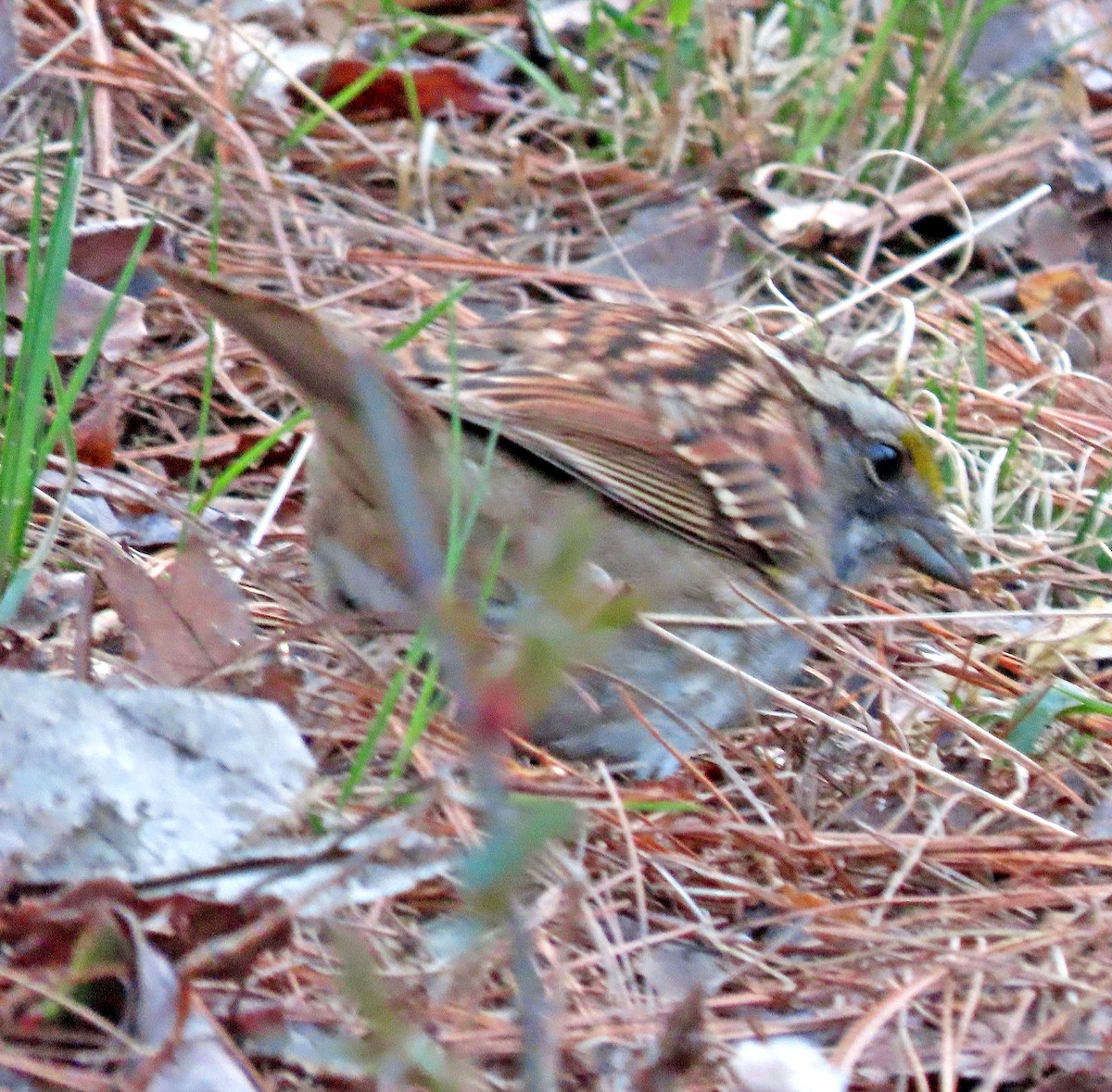 White-throated Sparrow - ML435960631