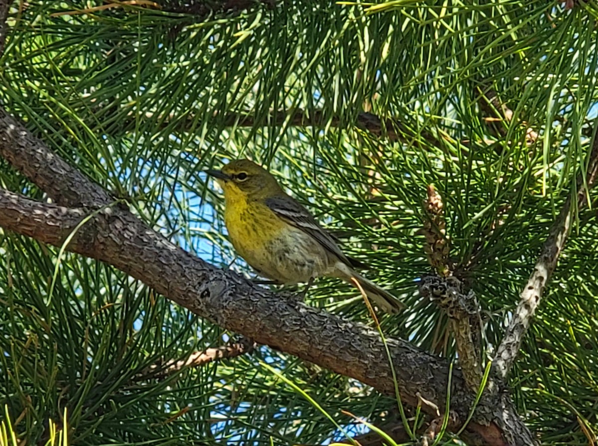 Pine Warbler - Bryn Devon