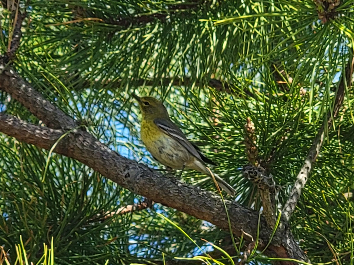 Pine Warbler - ML435960691