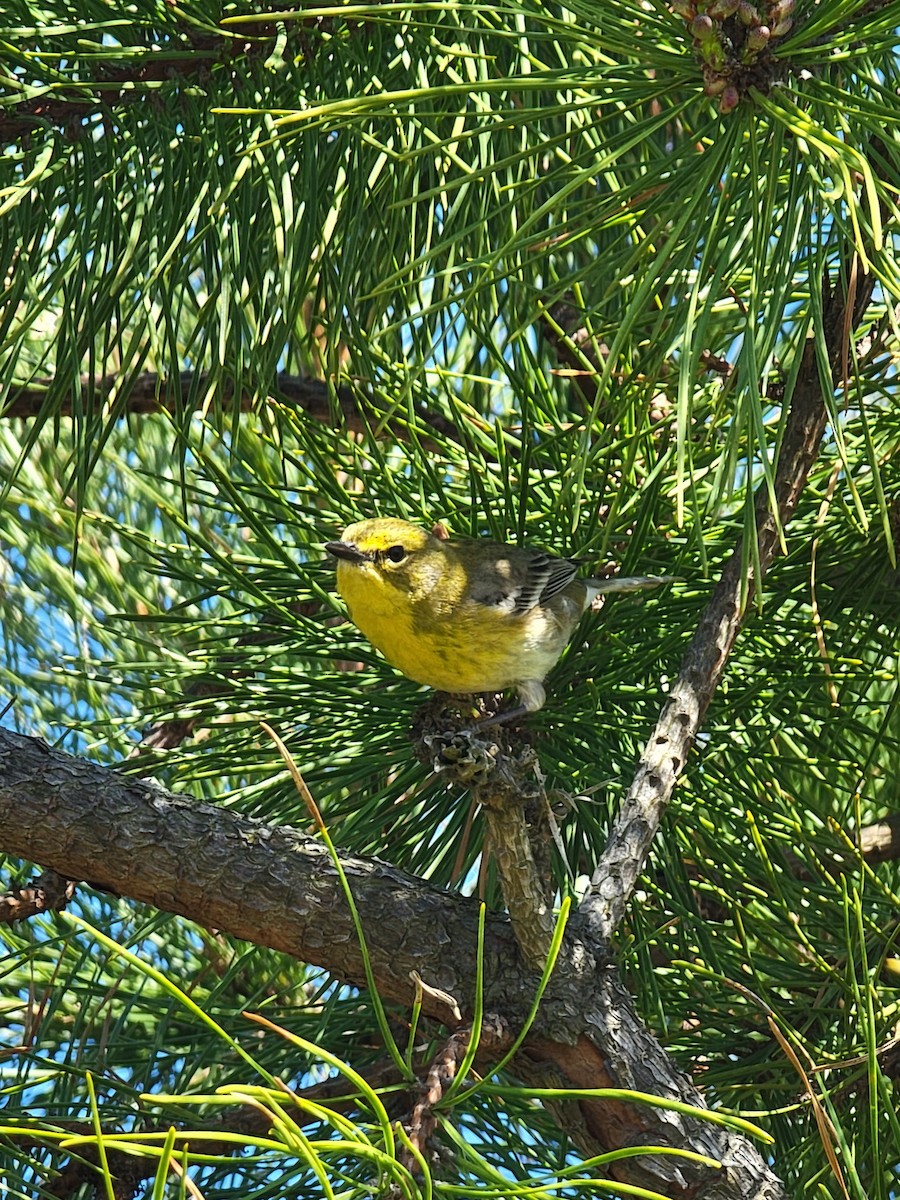 Pine Warbler - Bryn Devon