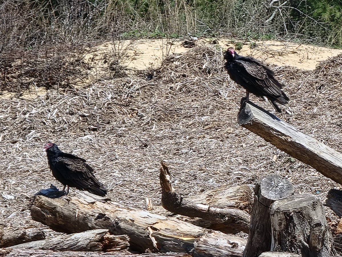 Turkey Vulture - ML435960851