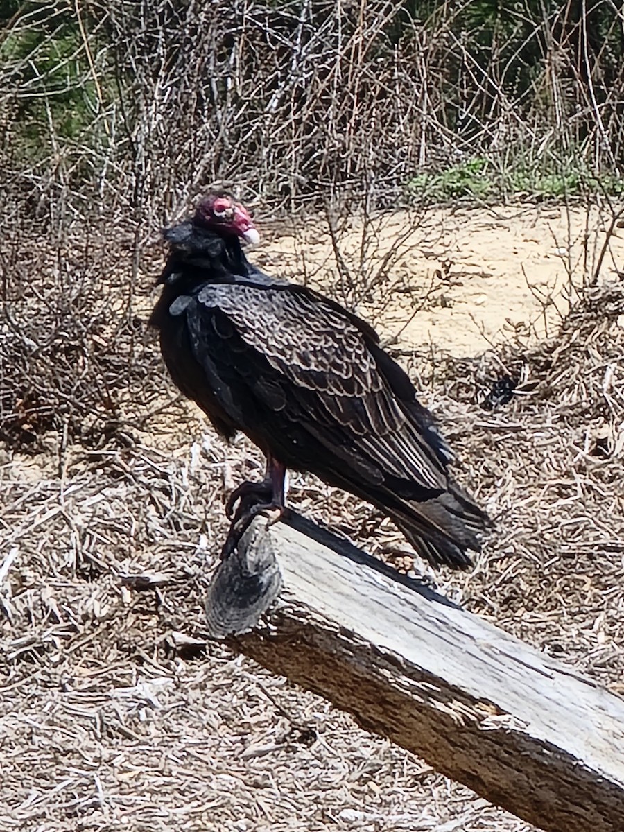 Urubu à tête rouge - ML435960871