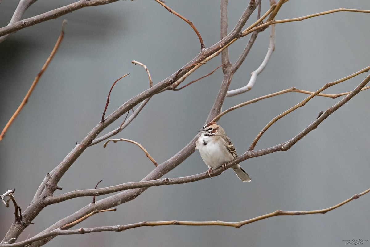 Lark Sparrow - ML435961571