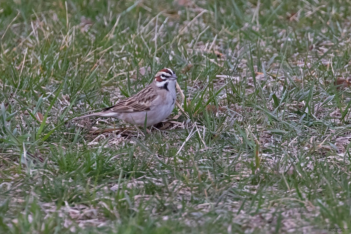 Lark Sparrow - ML435961581