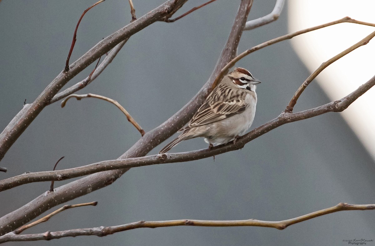 Lark Sparrow - ML435961611