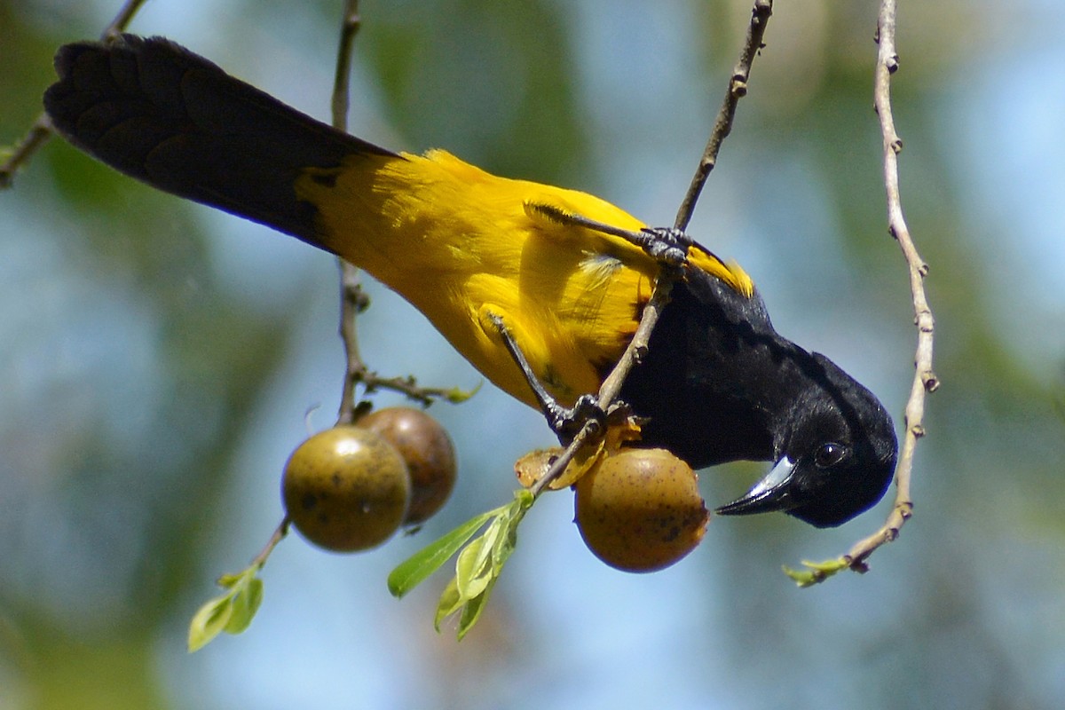 Black-cowled Oriole - ML435961991