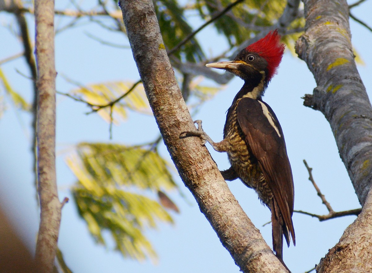 Lineated Woodpecker - ML435962191