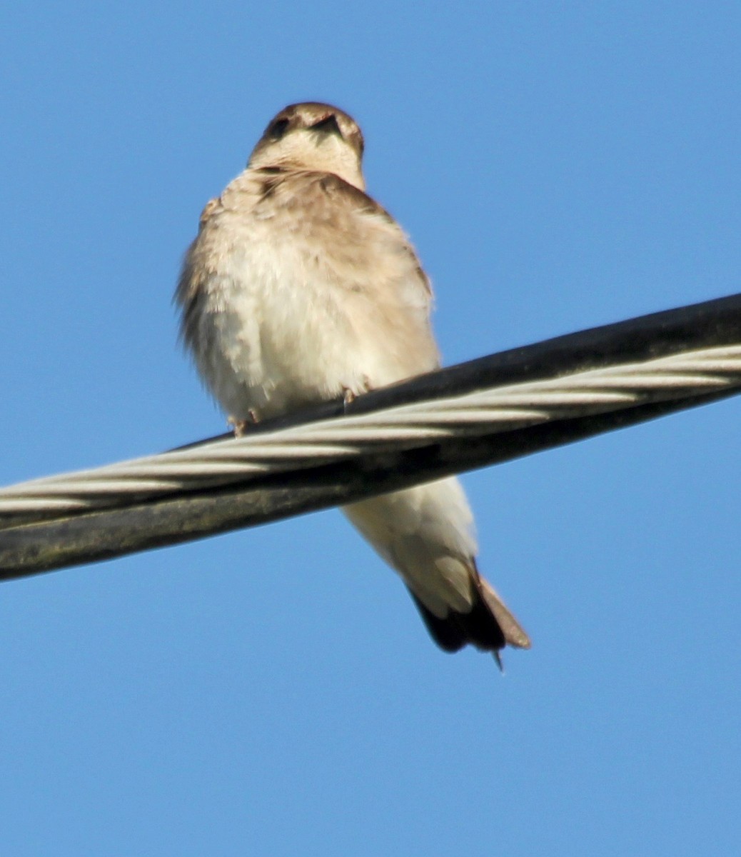 Hirondelle à ailes hérissées - ML435962381