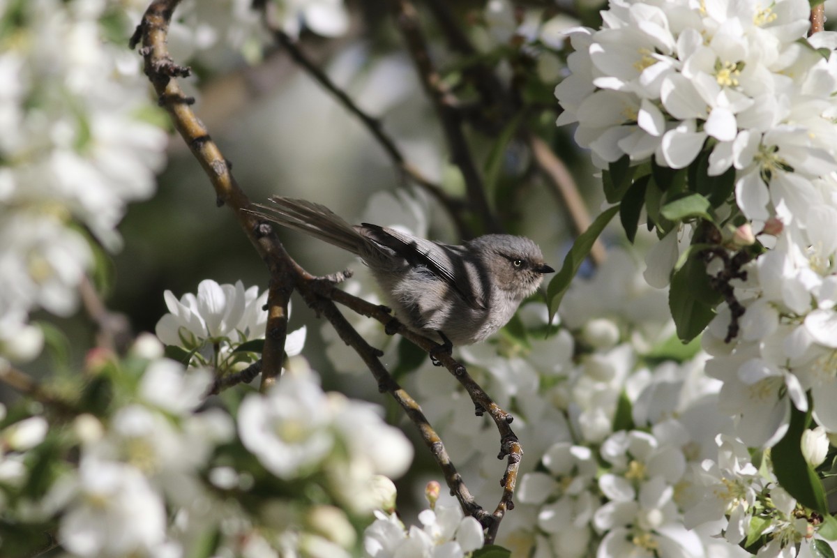 Bushtit - ML435962421