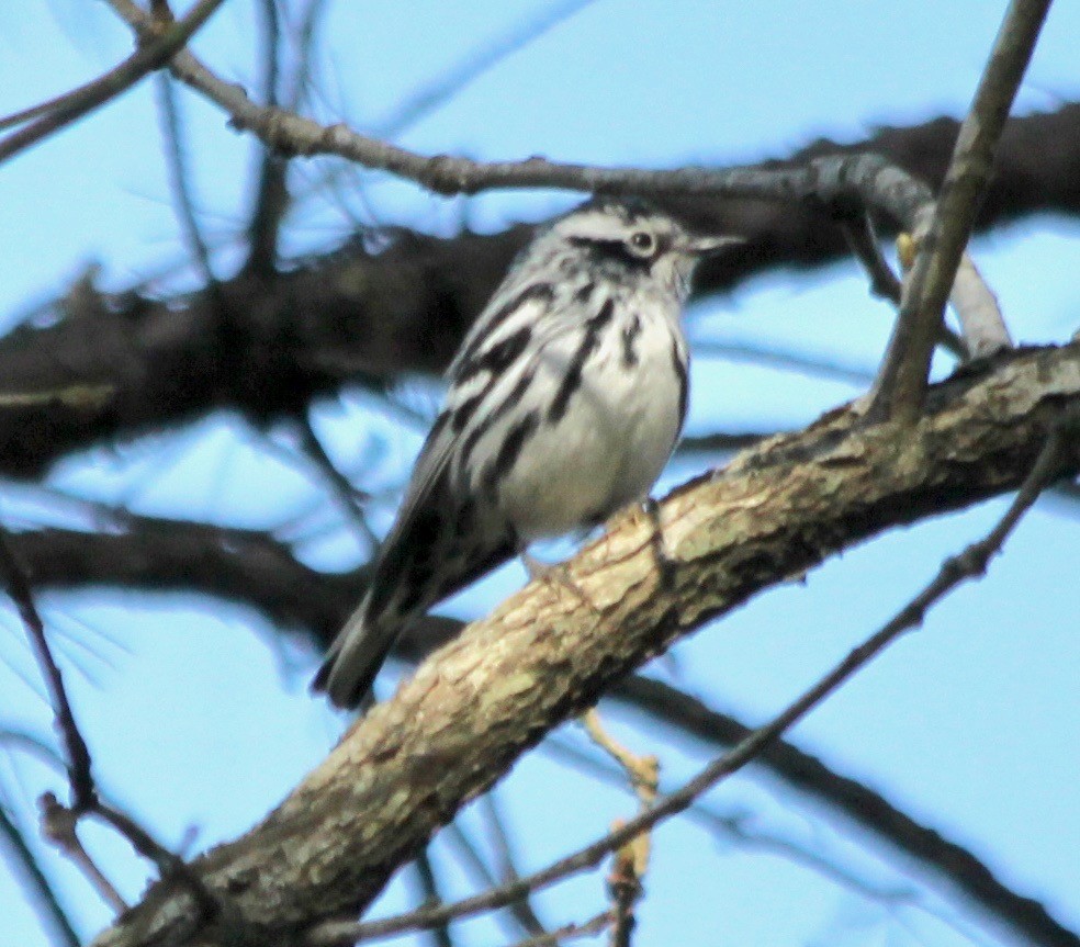 Black-and-white Warbler - ML435962581