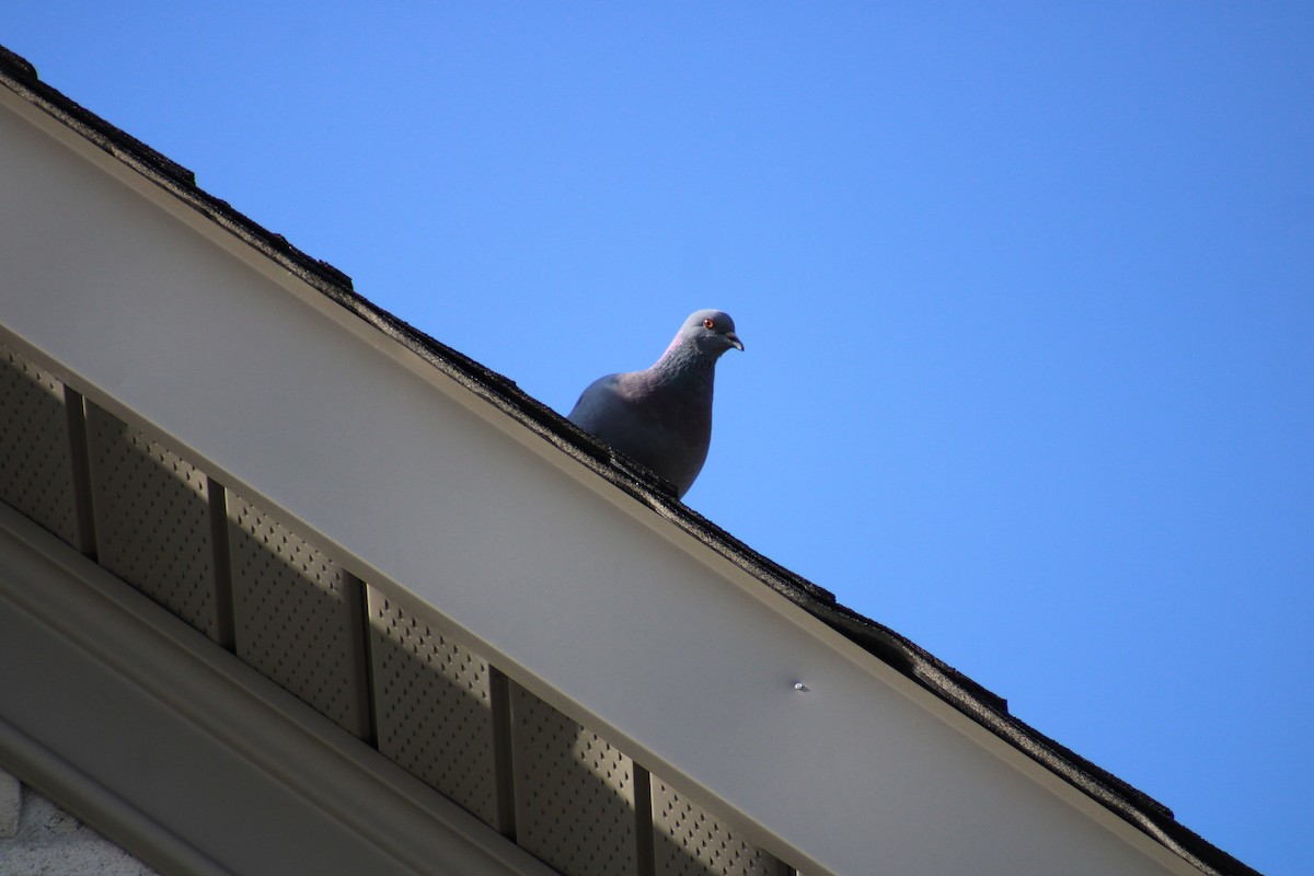 Rock Pigeon (Feral Pigeon) - ML435962631