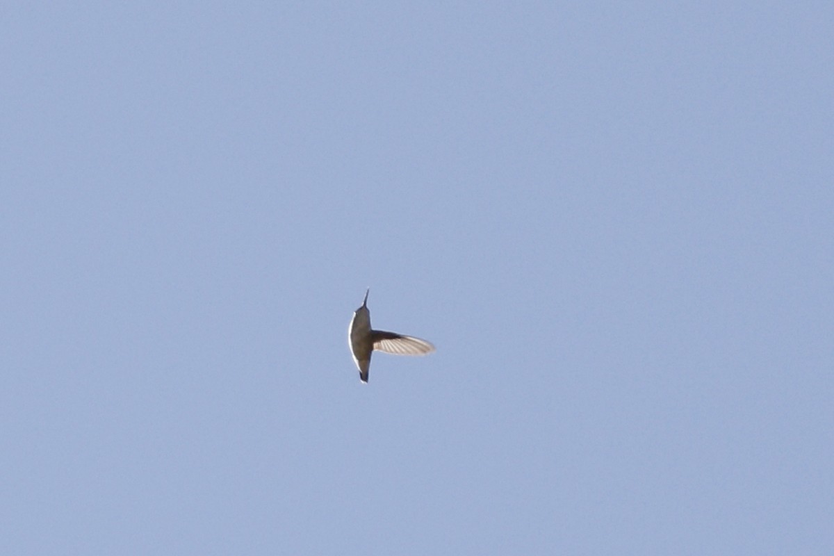 hummingbird sp. - ML435963231