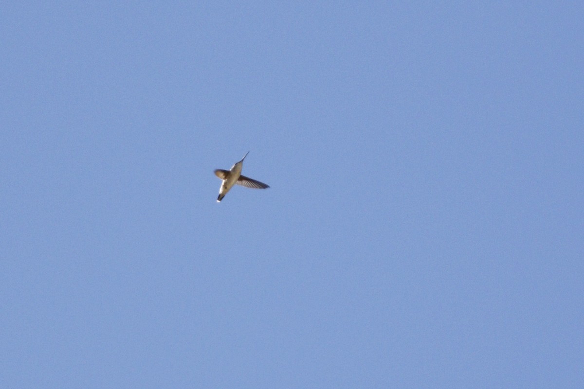 tanımsız Trochilidae sp. - ML435963291