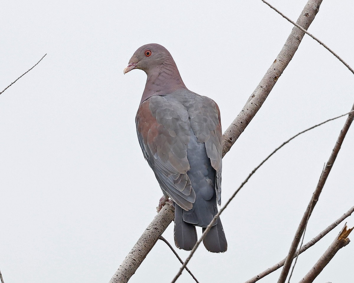 Red-billed Pigeon - David McQuade