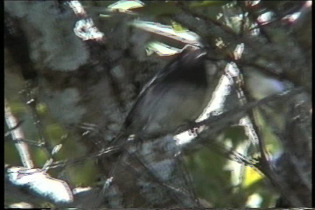 White-bellied Tit - ML435964