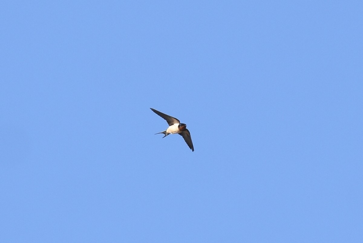 Barn Swallow - ML435967201