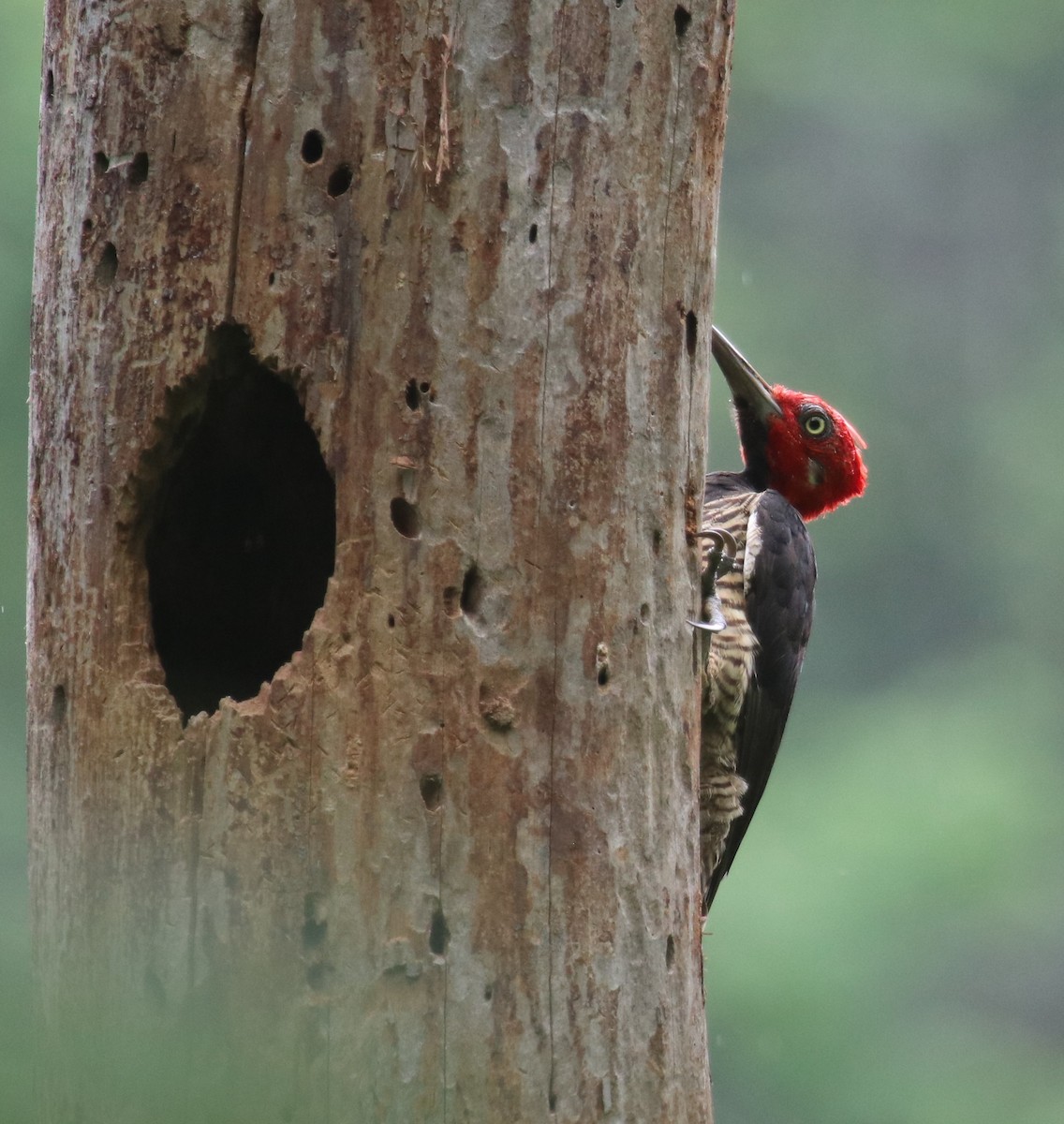 Guayaquil Woodpecker - ML435967341