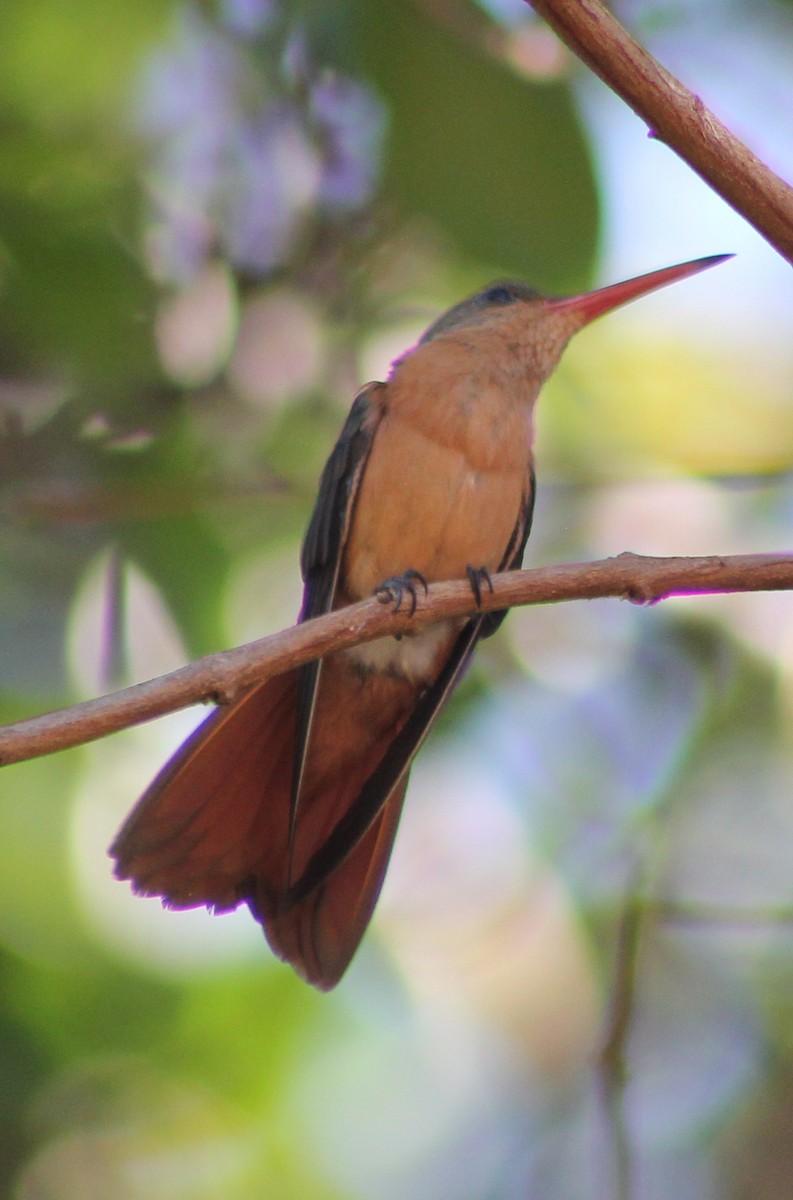 kolibřík ryšavý - ML43596781