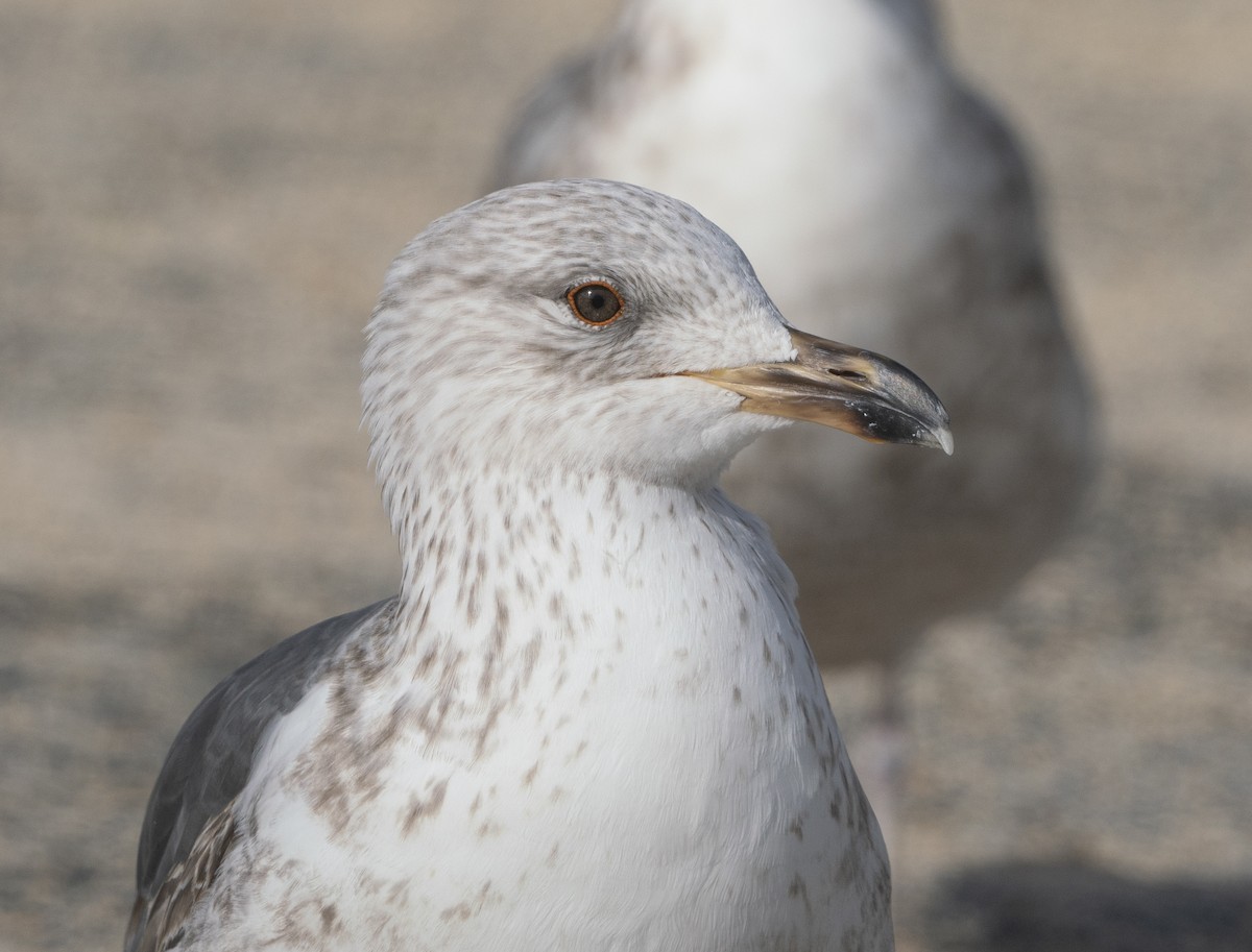 Lesser Black-backed Gull - ML435968551