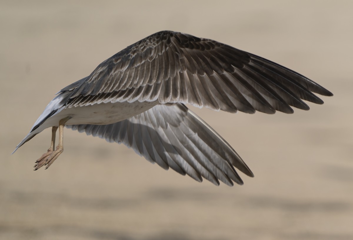 Lesser Black-backed Gull - ML435968751