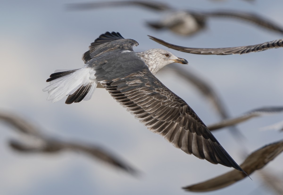 Lesser Black-backed Gull - ML435968791