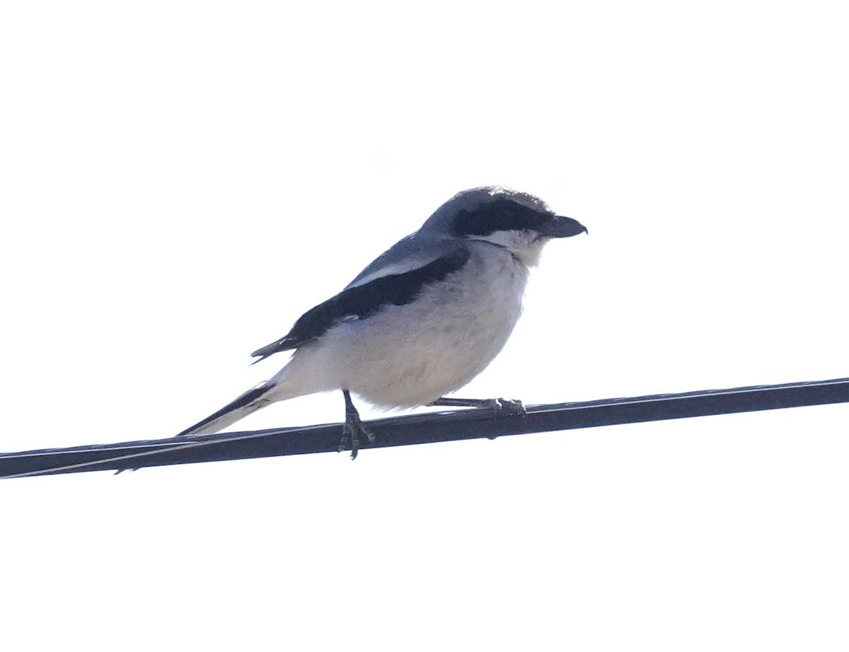 Loggerhead Shrike - ML435970531