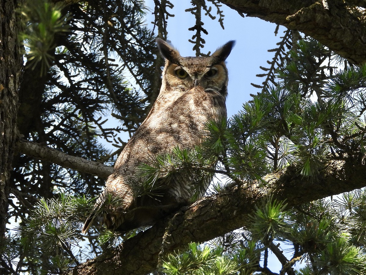 Great Horned Owl - ML435970891