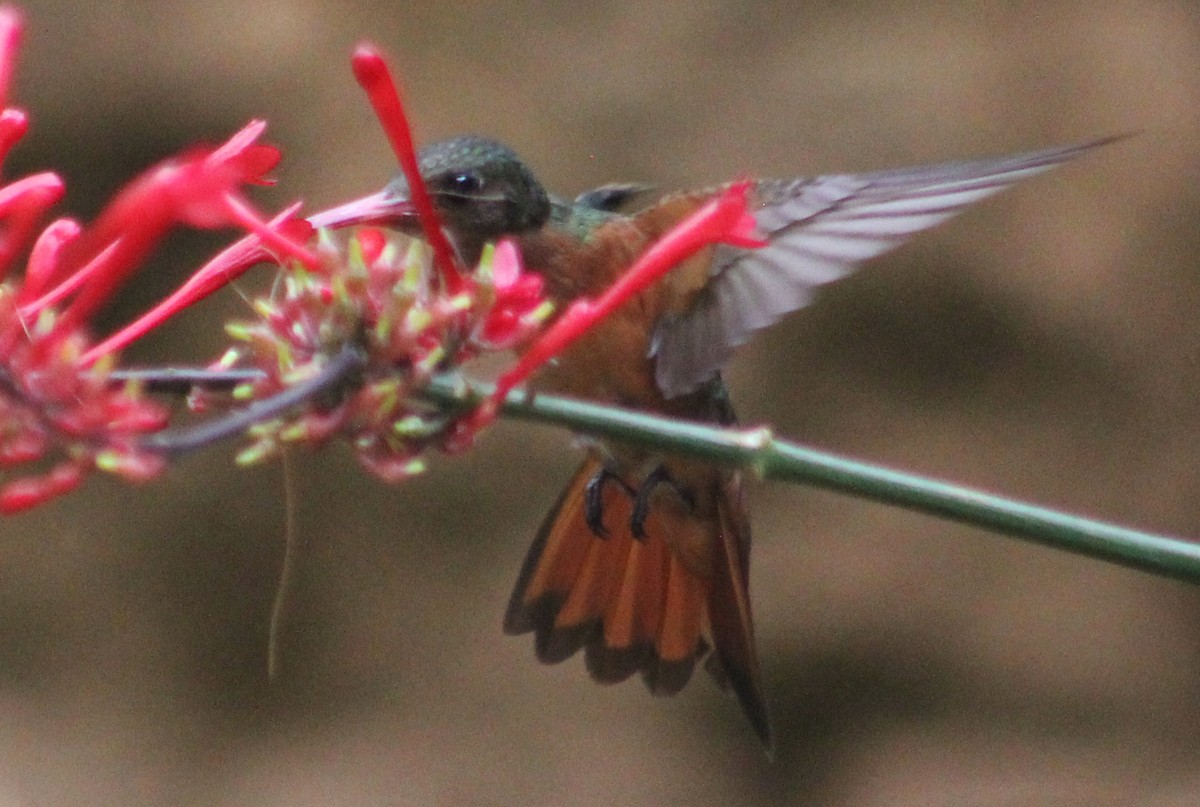 kolibřík ryšavý - ML43597171