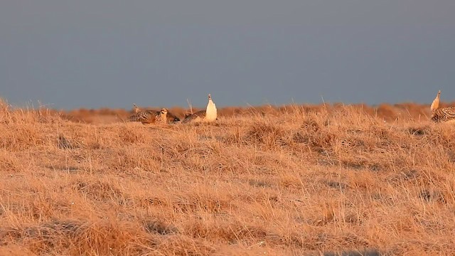 Sharp-tailed Grouse - ML435973091