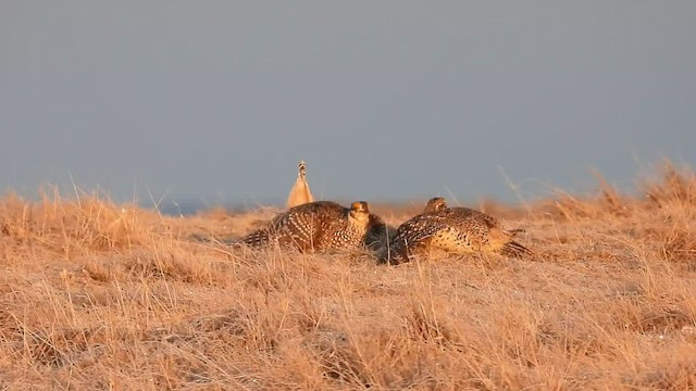 Sharp-tailed Grouse - ML435973181