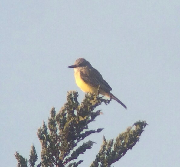 Tropical Kingbird - ML43597321