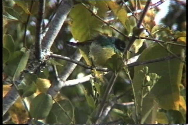 Collared Sunbird - ML435974