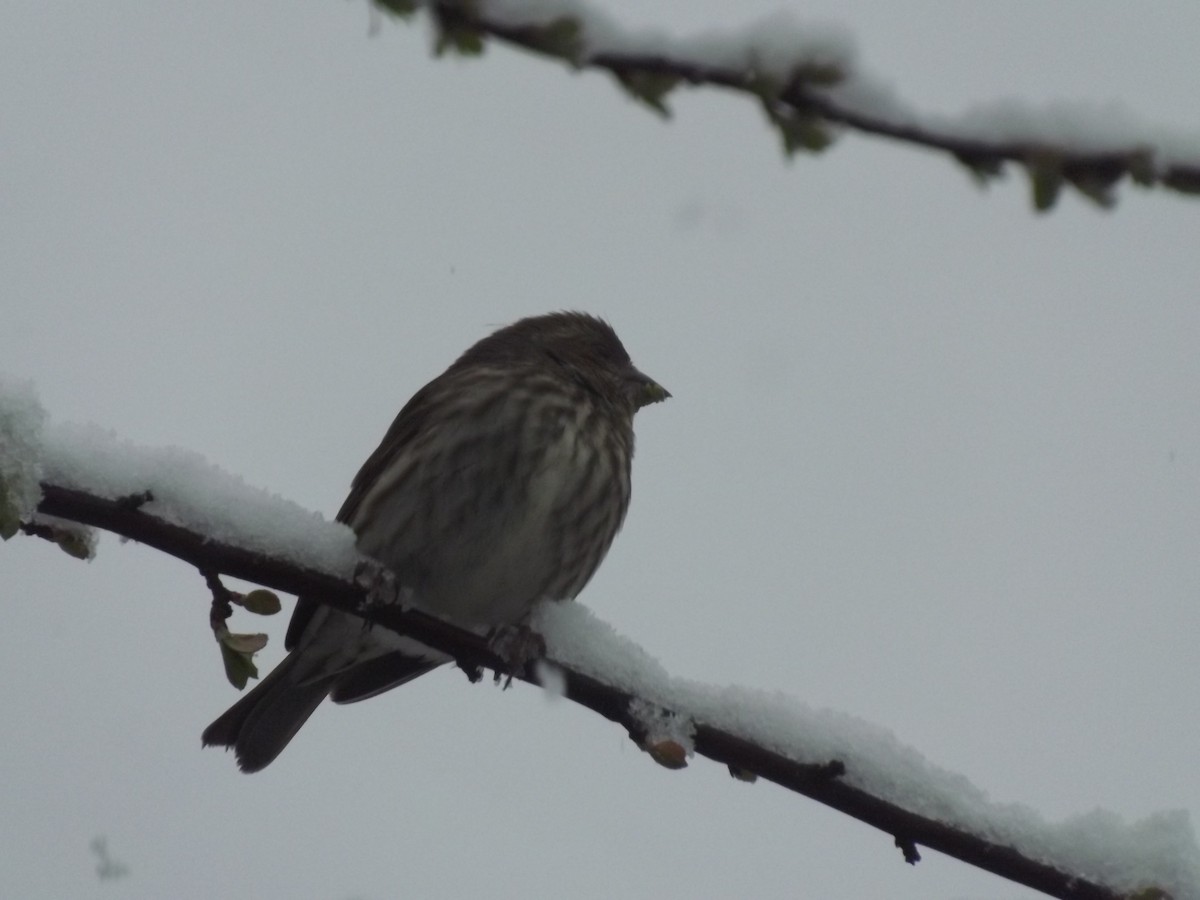 Purple Finch - ML435974221