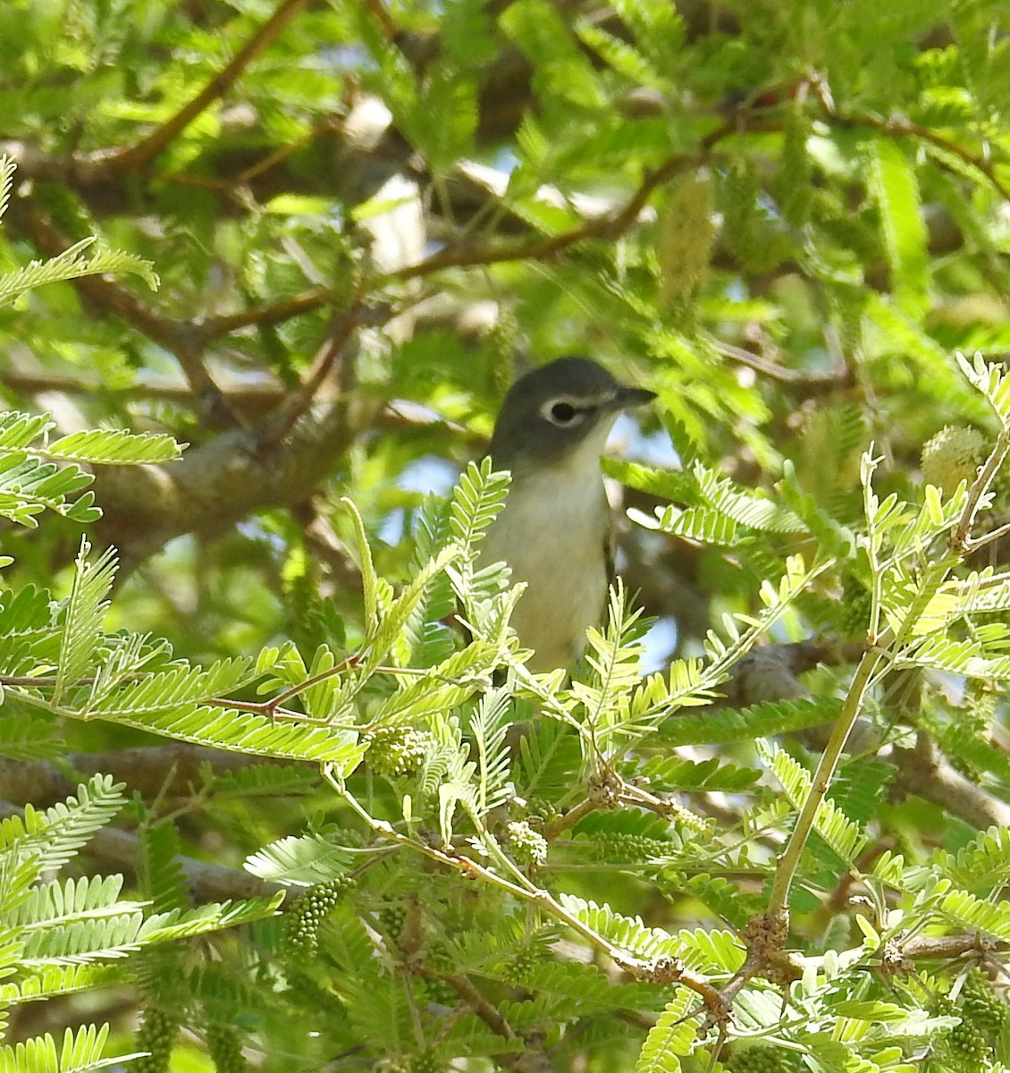 Vireo de Cassin - ML435974391