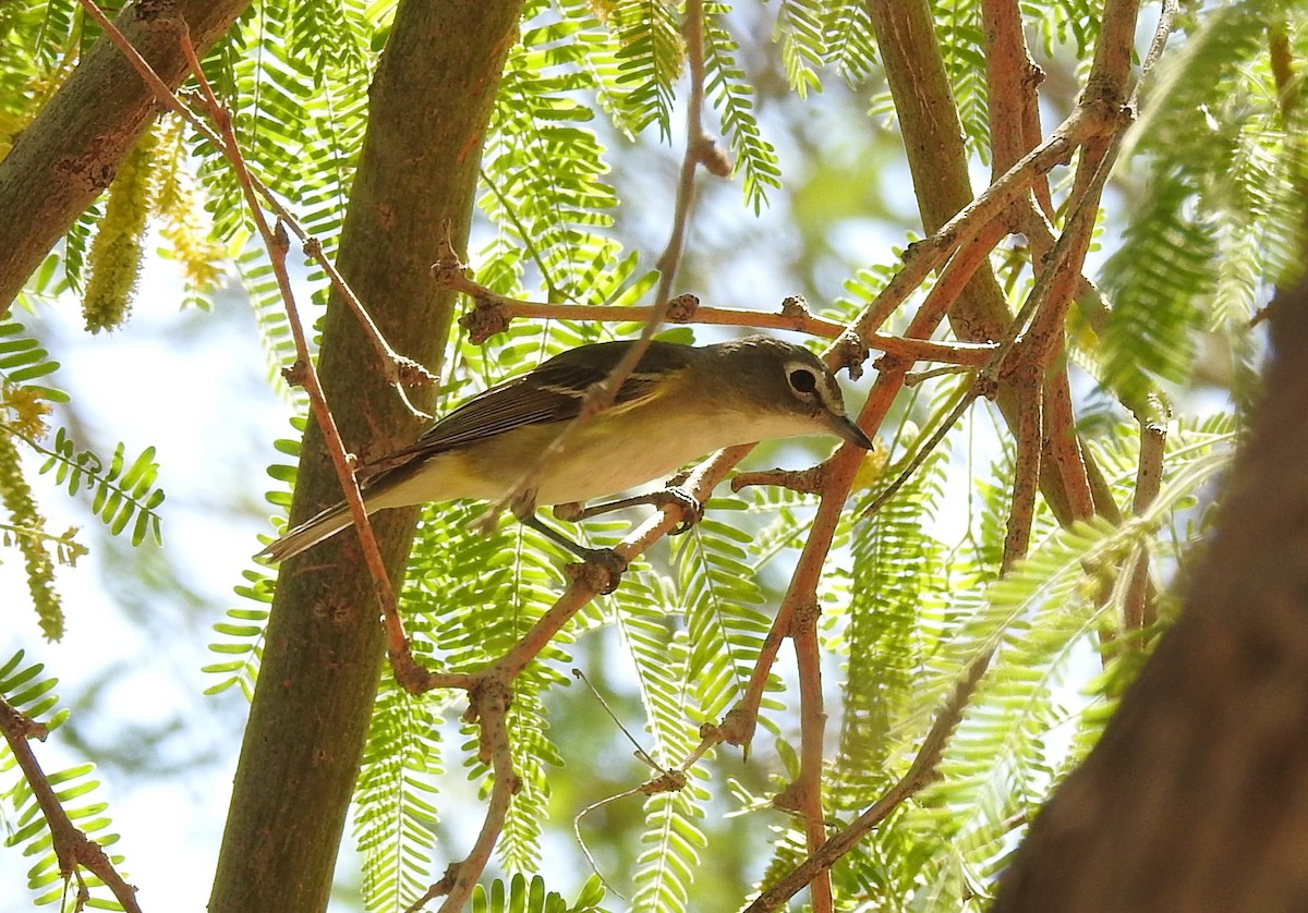 Cassin's Vireo - ML435974401