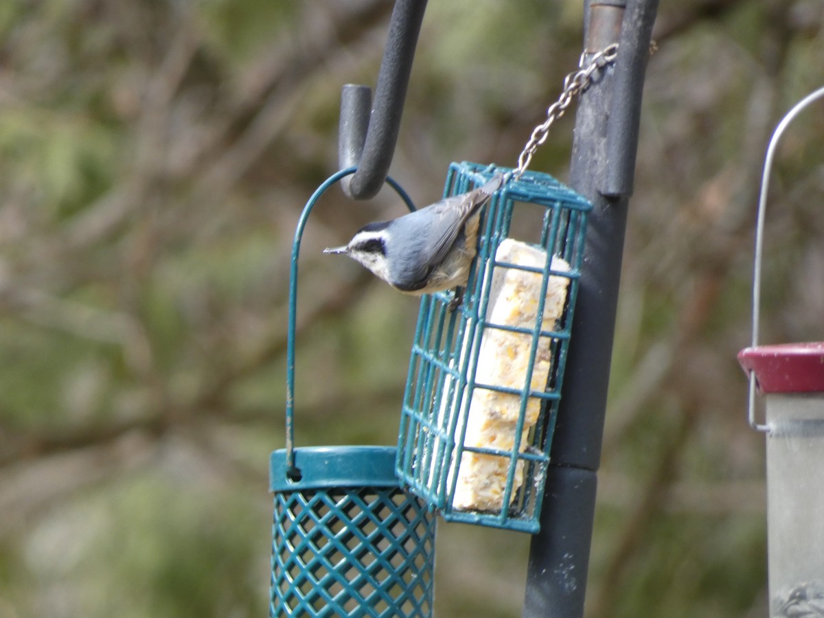 Red-breasted Nuthatch - ML435975521