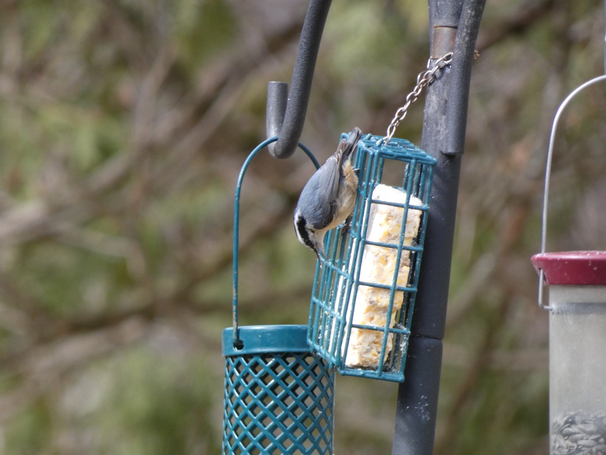 Red-breasted Nuthatch - ML435975541