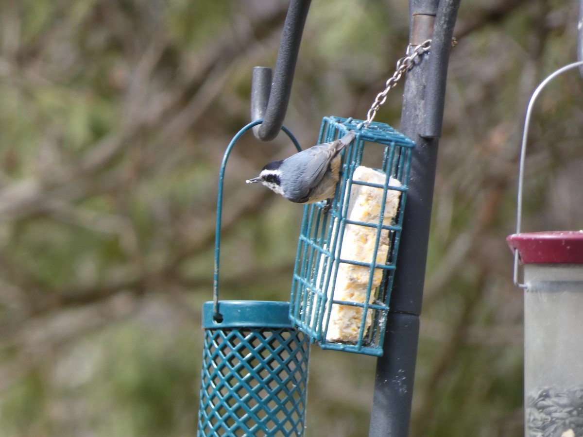 Red-breasted Nuthatch - ML435975571