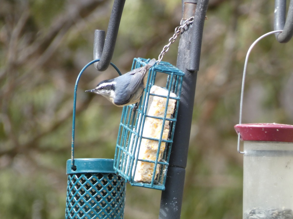 Red-breasted Nuthatch - ML435975591