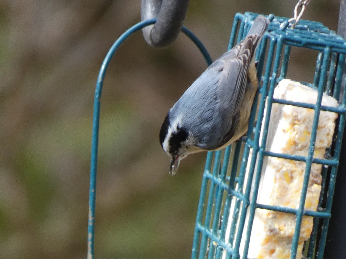 Red-breasted Nuthatch - ML435975611