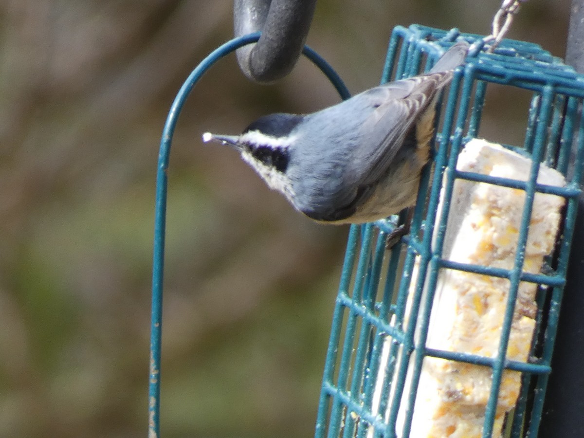 Red-breasted Nuthatch - ML435975651