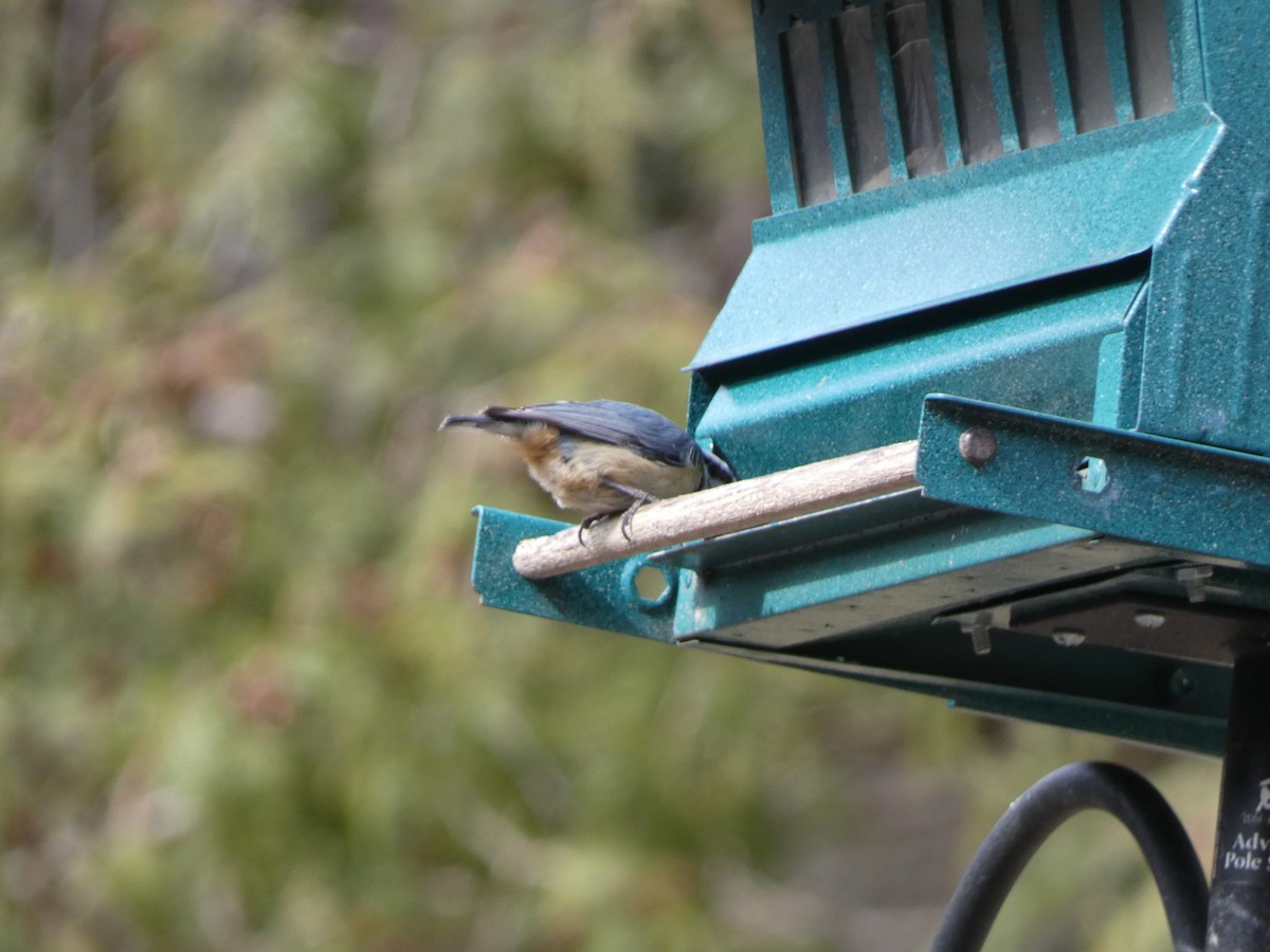 Red-breasted Nuthatch - ML435975671